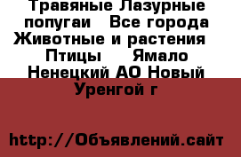 Травяные Лазурные попугаи - Все города Животные и растения » Птицы   . Ямало-Ненецкий АО,Новый Уренгой г.
